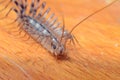 The House Centipede Royalty Free Stock Photo